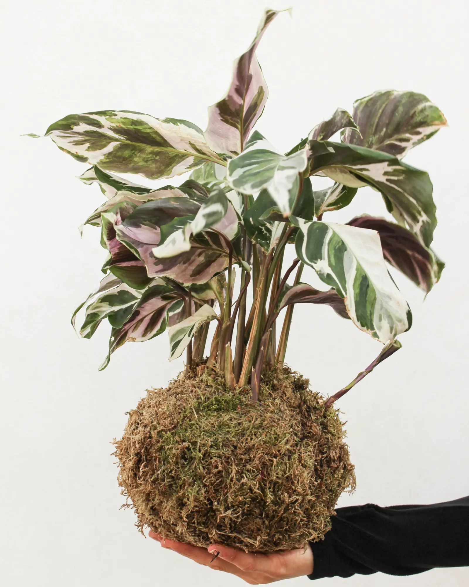 Kokedama