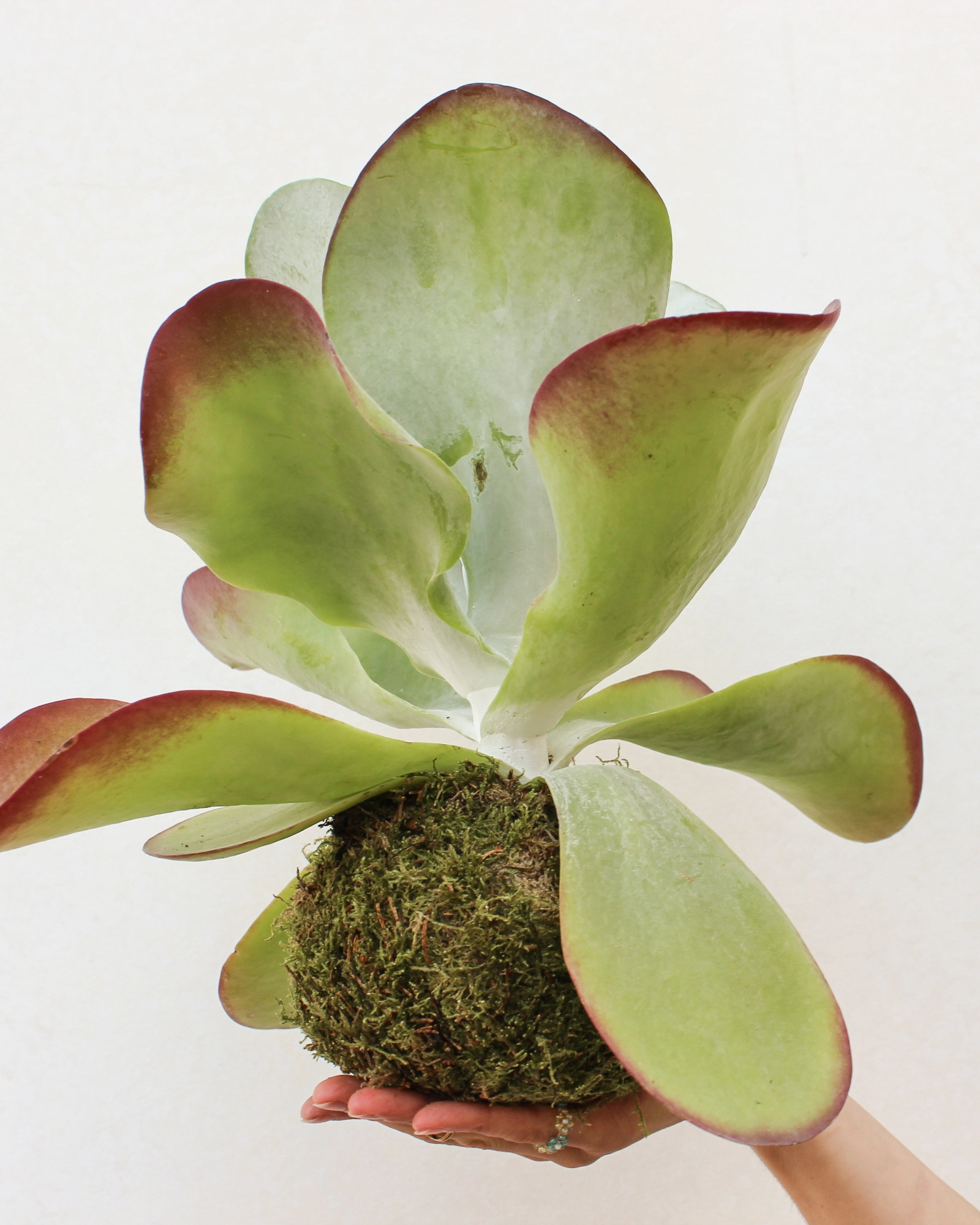 Kokedama